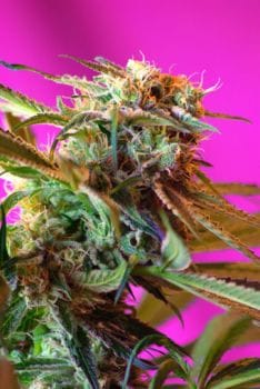 Wild Rose Feminisiert Samen-SS-WR-Fem