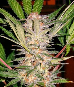 S.A.D. Sweet Afghani Delicious S1 Feminised Seeds-SS-SAD-Fem