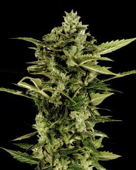 Auto-Bomb Feminised Seeds-GHAB