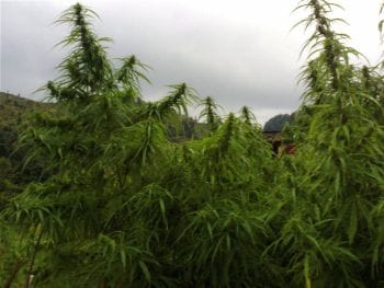 Kumaoni Regular Seeds-RSCKUM