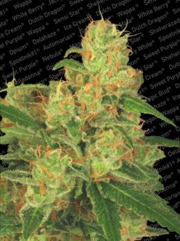 Acid Auto Feminised Seeds-para-autoacid-1053-fem