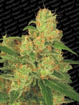 Acid Auto Feminised Seeds-para-autoacid-1053-fem