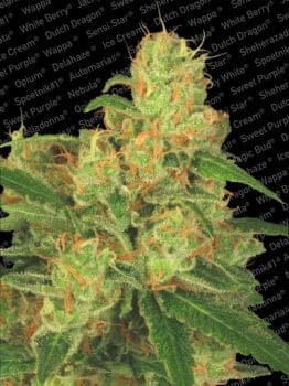 Acid Auto Feminised Seeds-para-autoacid-1053-fem