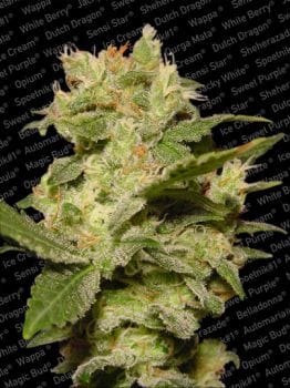 Jack Auto Feminised Seeds-para-autojack-1054-fem