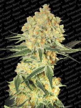 Wappa Auto Feminised Seeds-para-autowappa-1055-fem