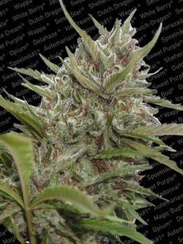 Whiteberry Auto Feminised Seeds-para-autowhiteberry-1056-fem