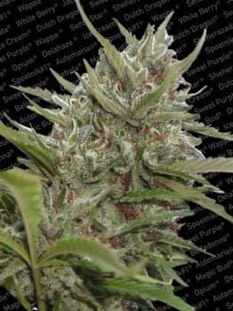 Whiteberry Auto Feminised Seeds-para-autowhiteberry-1056-fem