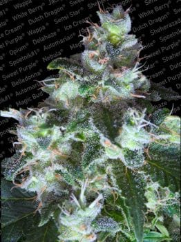 Original White Widow (IBL) Feminised Seeds-para-originalww-1052-fem