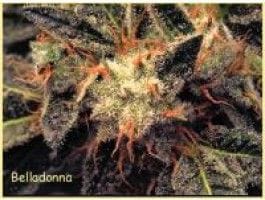 Bella Donna Feminised Seeds-para-belladonna-1049-fem