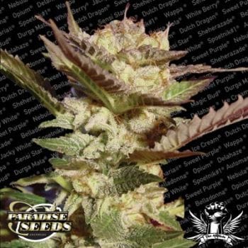 Durga Mata Feminised Seeds-para-durgamata-1050-fem