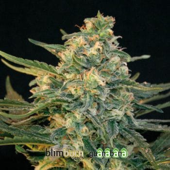 Guanabana Feminised Seeds-BLIM-GUANABANA