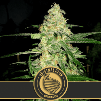 Original Clon Feminised Seeds-BLIM-ORCLON