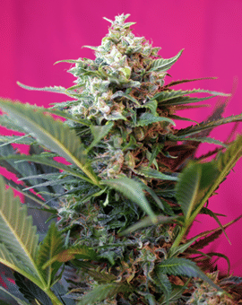 Big Devil XL Auto Feminised Seeds-SS-BDXLA-Fem