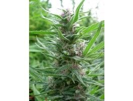 Panama Feminised Seeds-ACEPANFEM