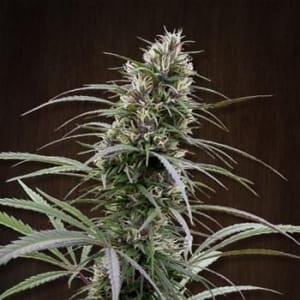 Congo Feminised Seeds-ACECGOFEM