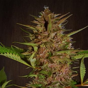 Pakistan Chitral Kush Regular Seeds-ACEPCKREGU
