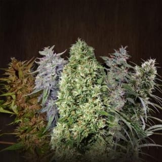 ACE Mix Regular Seeds-ACEMIXREGU