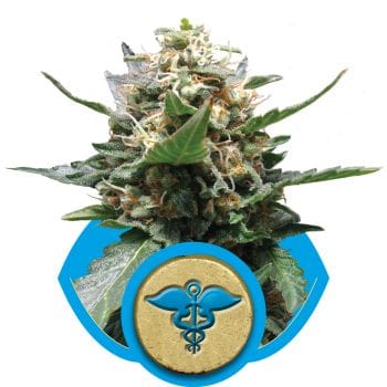 Royal Medic CBD Feminised Seeds-RQS-RM-CBD-FEM