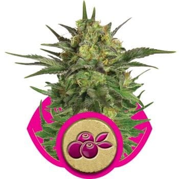 Haze Berry Feminised Seeds-RQS-HB-Fem