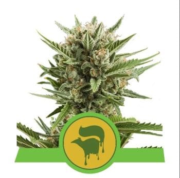 Sweet Skunk Auto Feminised Seeds-RQS-SSA-Auto-Fem