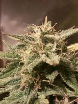 Bubble Auto Feminised Seeds-FMLAB