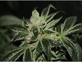 Dark Star Feminised Seeds-THS-S040