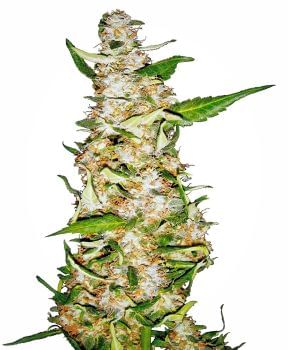 Skunk #1 Auto Feminised Seeds-SEN-SK-1-AUTO