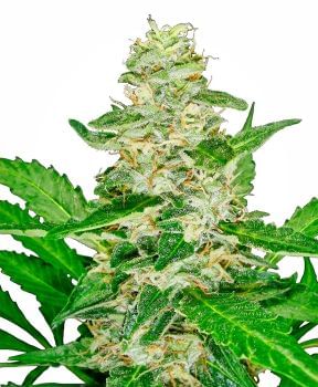 Super Skunk Auto Feminised Seeds-SEN-SS-AUTO