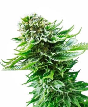 Northern Lights Auto Feminised Seeds-SEN-NL-AUTO