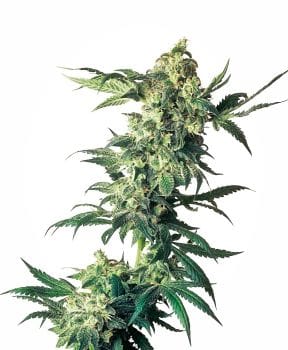 Northern Lights Feminised Seeds-SEN-NL-FEM