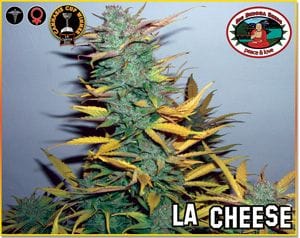 L.A. Cheese Feminised Seeds-BB-LA-Cheese