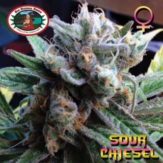 Sour Chiesel Feminised Seeds-BB-Sour-Chiesel