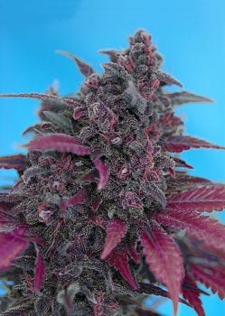 Dark Devil Auto Feminised Seeds-SS-DDA-Fem