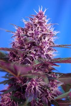 Red Poison Auto Feminised Seeds-SS-RPA-Fem