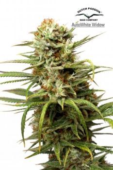 White Widow Auto Feminized Seeds-DP-AutoWhite-Widow