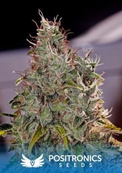 Amnesia Mistery Feminised Seeds-PS-Amnesia-mistery-Fem