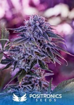Blue Rhino Feminised Seeds-PS-Blue-Rhino-Fem