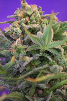 Sweet Cheese F1 Fast Feminised Seeds-SS-SC-FAST-Fem