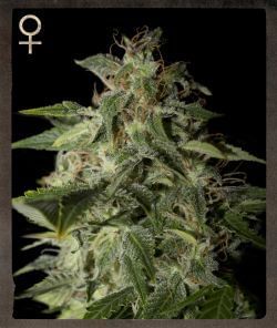 Afgooey Feminised Seeds-SH-AFGO