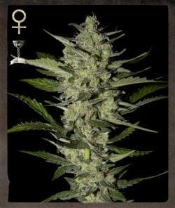Flowerbomb Kush Feminised Seeds-SH-FLKU