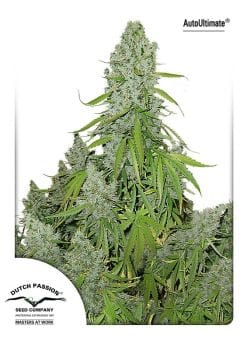 Ultimate Auto Feminized Seeds-dp-ultimate-auto