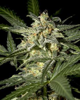 White Widow Auto Feminised Seeds-gh-white-widow-auto