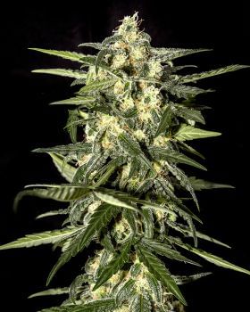 Jack Herer Auto Feminised Seeds-gh-jack-herer-fem-auto