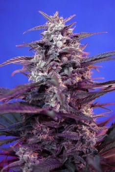 Bloody Skunk Auto Feminised Seeds-SS-BS-Auto-Fem