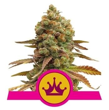 Skunk XL Feminised Seeds-RQS-SKXL-Fem