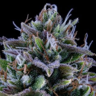 24 Carat Auto Feminised Seeds-MEPH-24CR-Auto-Fem