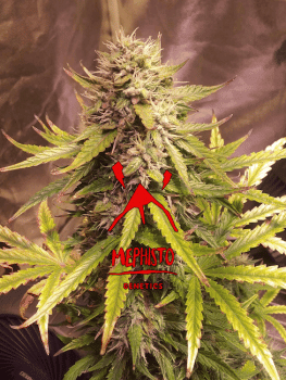 Sour Bubbly Auto Feminised Seeds-MEPH-SRBB-Fem