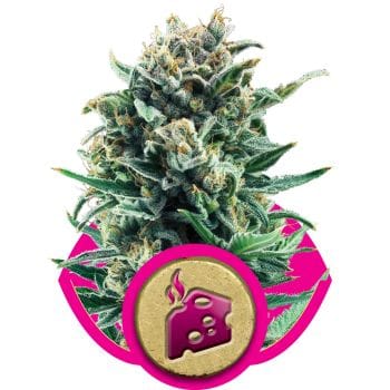 Blue Cheese Feminised Seeds-RQS-BLCH-Fem