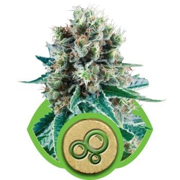 Bubble Kush Auto Feminised Seeds-RQS-BUKU-Auto-Fem