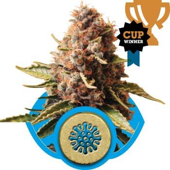 Euphoria CBD Feminised Seeds-RQS-EUPH-CBD-FEM